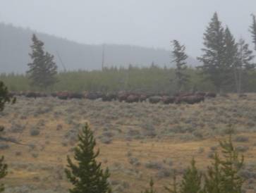 American Bison herd