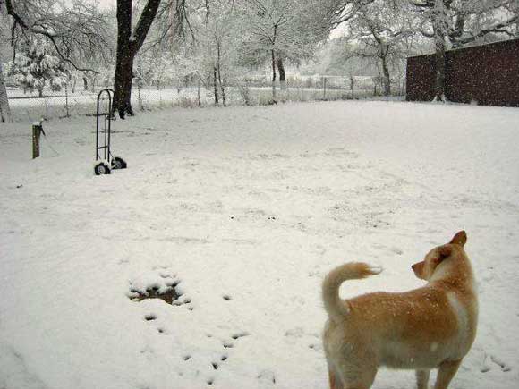 Snow in Dallas