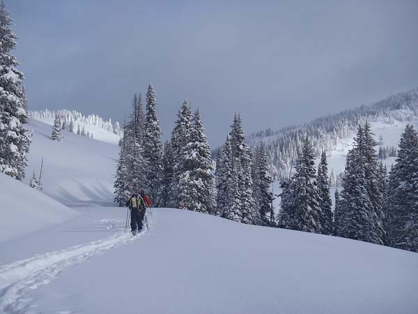 1-25 Yellowstone 241 ghost trees in sun on way to Dunraven Pass, Mt Washburn on right