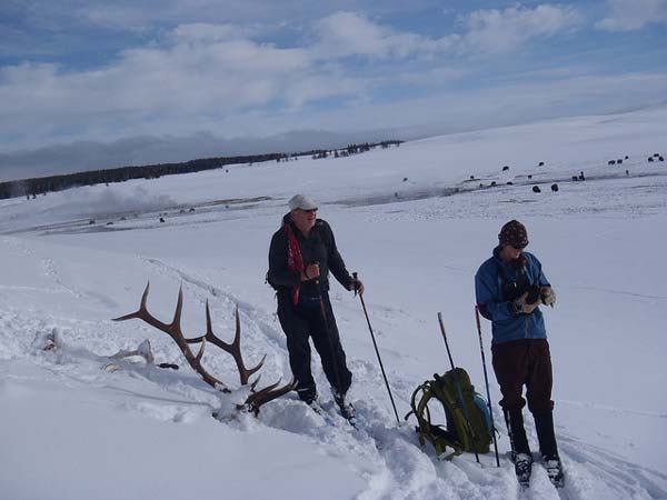 1-27 Yellowstone 402 elk carcass & bison at Carcass Flat above Alum Creek