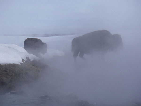 1-27 Yellowstone 416 bison crossing creek too near while soaking in hot springs with Charlotte