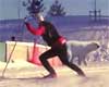 Skier meets polar bear