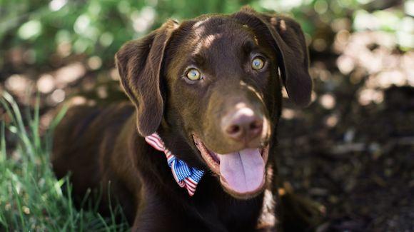 Champ is a five-month-old rescue puppy from the Humane Society of Utah