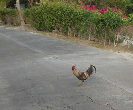 Where to run in st. thomas usvi