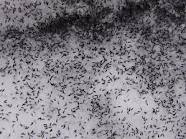 Snow fleas and spring cross country skiing