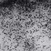 Feature image for Spring Skiing and Snow Fleas...In January?