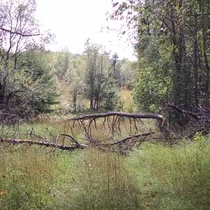 Feature image for Forbush Corner Fall Work Weekend, Sept 26-27
