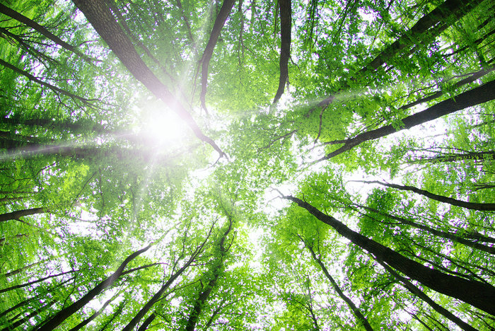 Trees at Forbush Corner