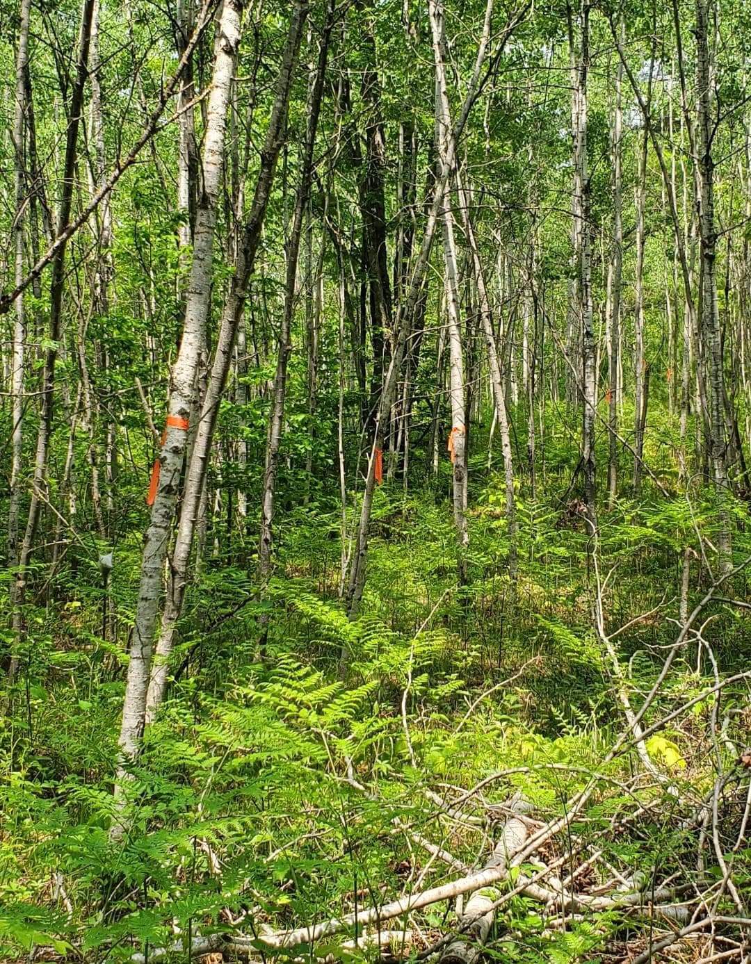 Forbush Corner trail work on the Crybaby cross country ski trail