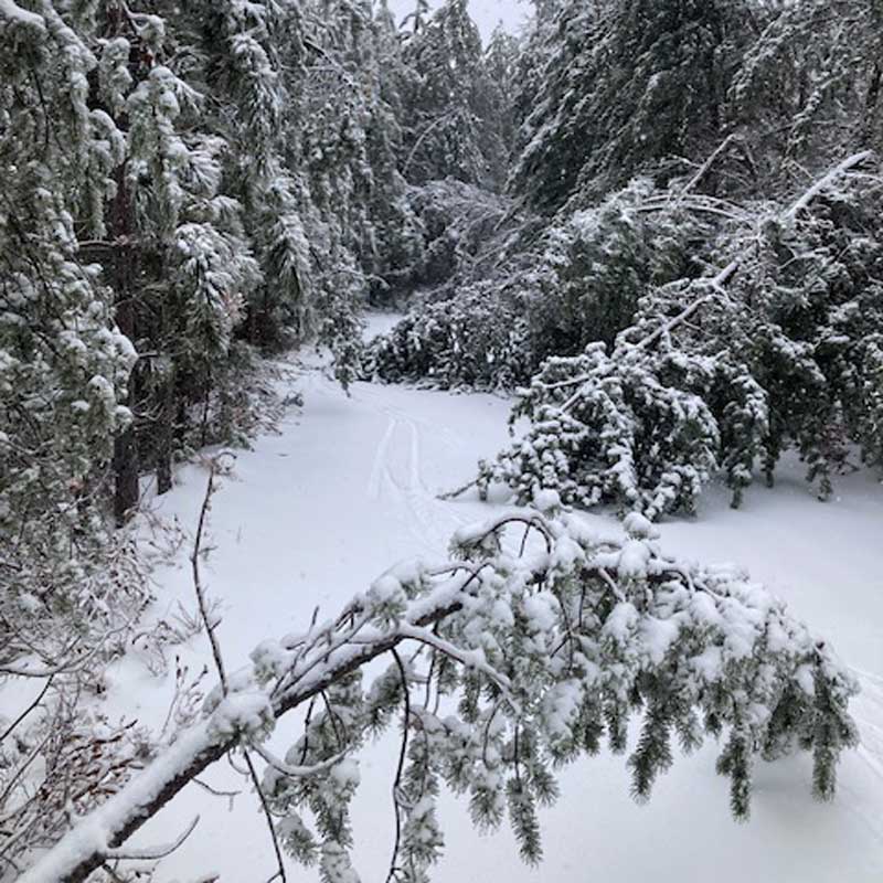 Cross Country Ski Headquarters reports that the ice storm took its toll on the ski trail, with downed trees and sticks lodged in the ice. They are working to open a trail. Forbush Corner is still investigating the damage but hopes to have something open this coming Thursday.