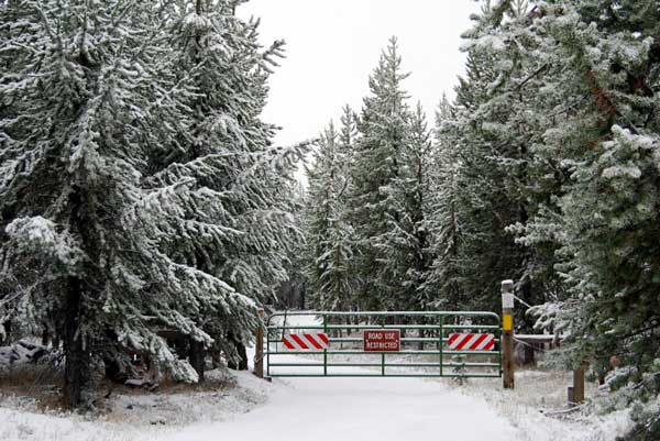 Snow in West Yellowstone