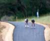 Soldier Hollow Expands Rollerski Loop