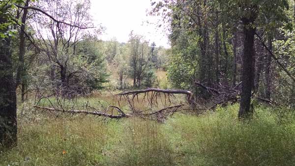 Forbush Corner cross country ski trail fallen tree