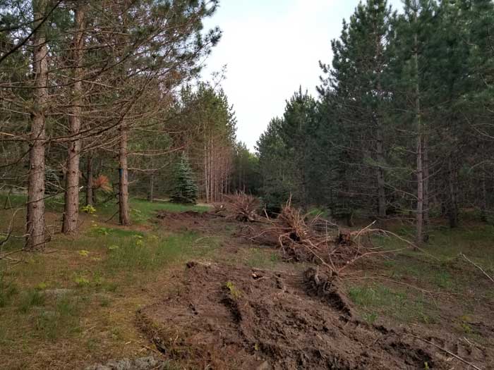 Widened ski trails at Forbush Corner