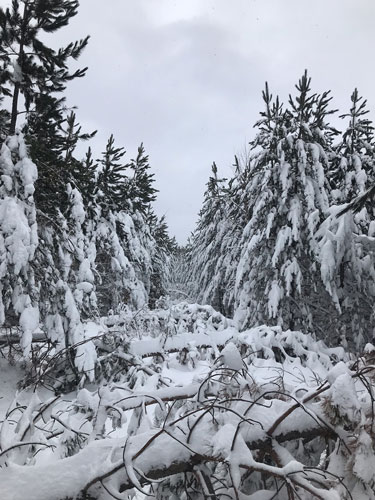 Downed trees across the Noque Trail