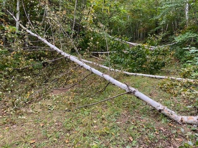 Tree across Norman Juola cross country ski trail