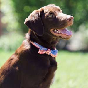 Champ joins US Ski Team